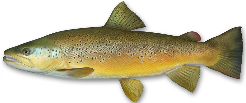 Brown Trout  Fish Species of New Zealand