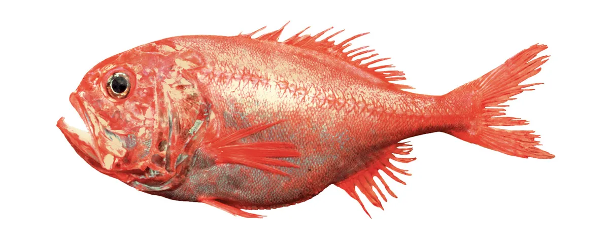 Orange roughy, side view