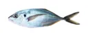 Trevally