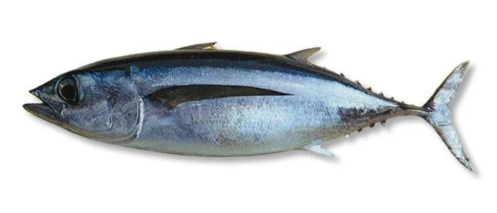 Albacore, side view