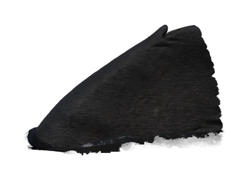 Basking shark dorsal fin above the surface, as it looks from a boat