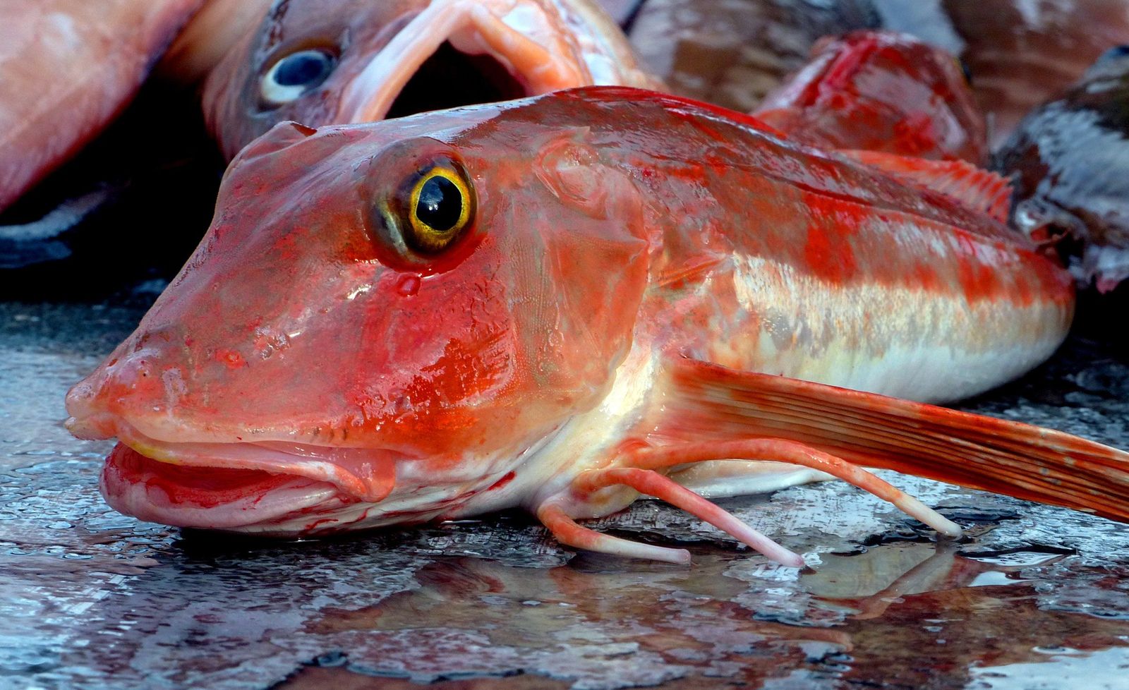 A freshly caught red gurnard on a wet bench