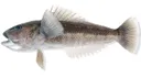Blue Cod