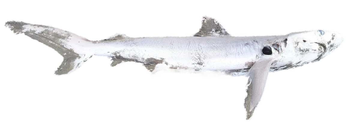 Bronze whaler washed up on a beach near Waiuku