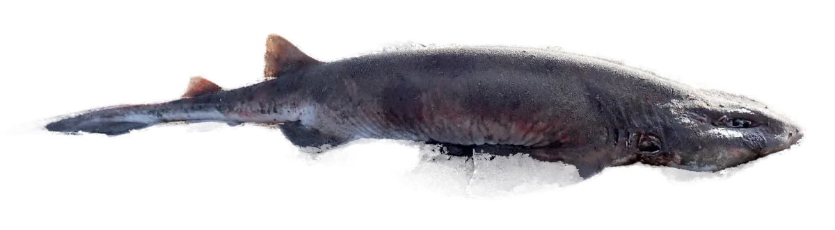 Carpet shark on a beach, side view
