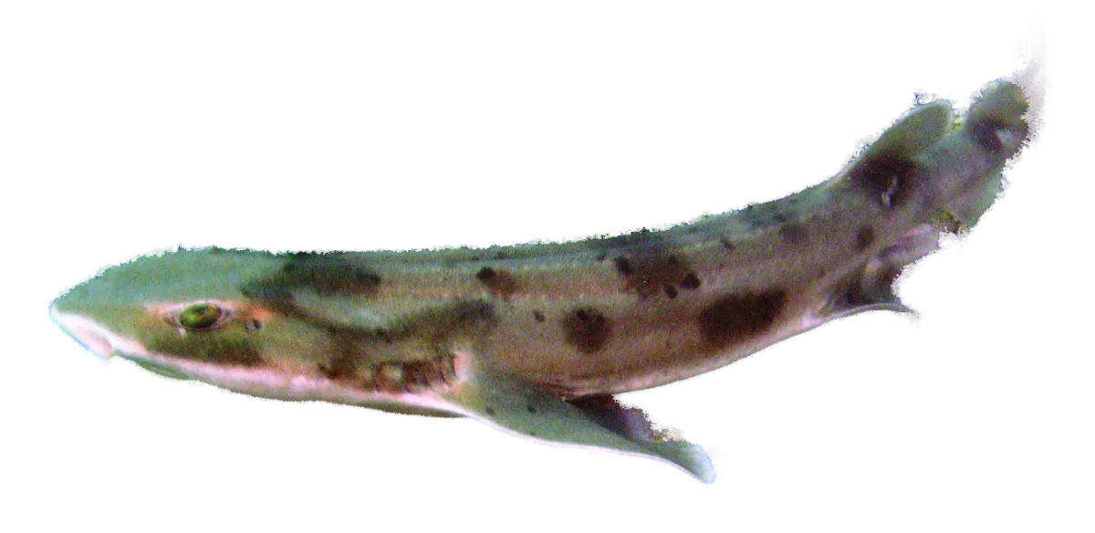 Carpet shark on the seabed in the Marlborough Sounds