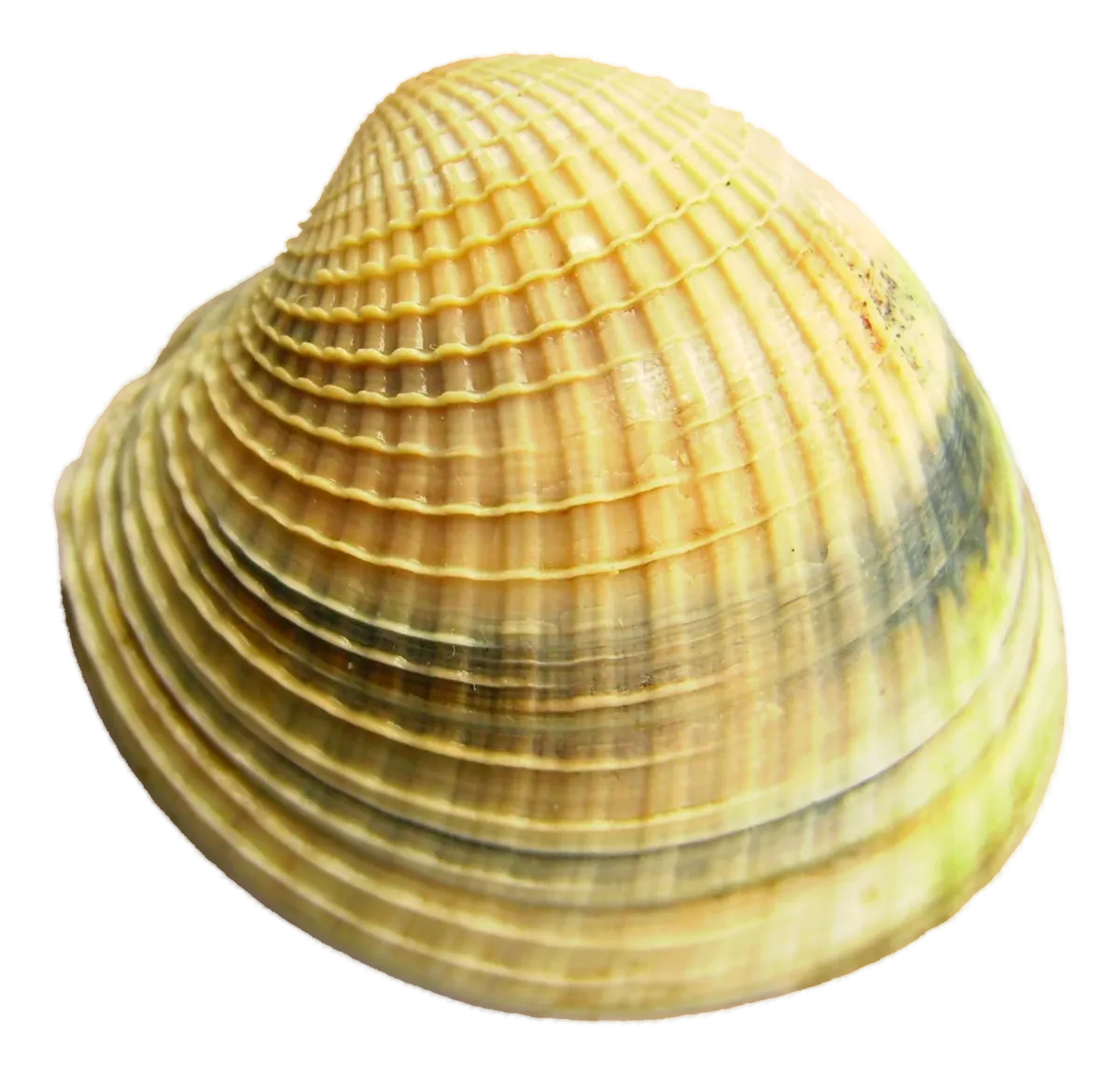 Cockle (tuangi) shell