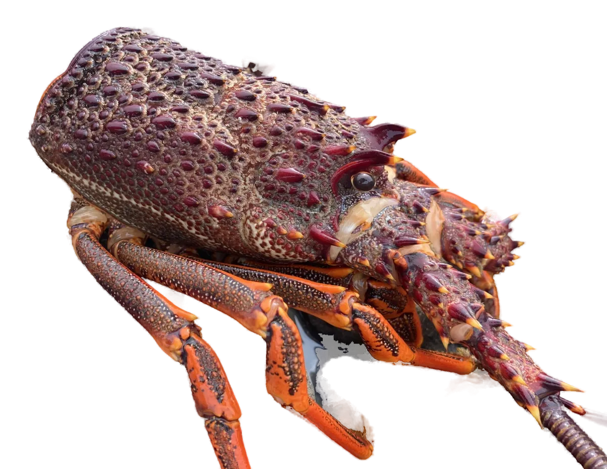 Crayfish (spiny rock lobster), three-quarter view of the head and legs
