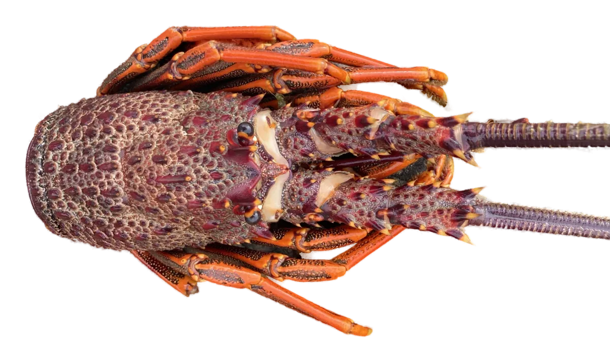 Crayfish seen from above, head and antennae to the right