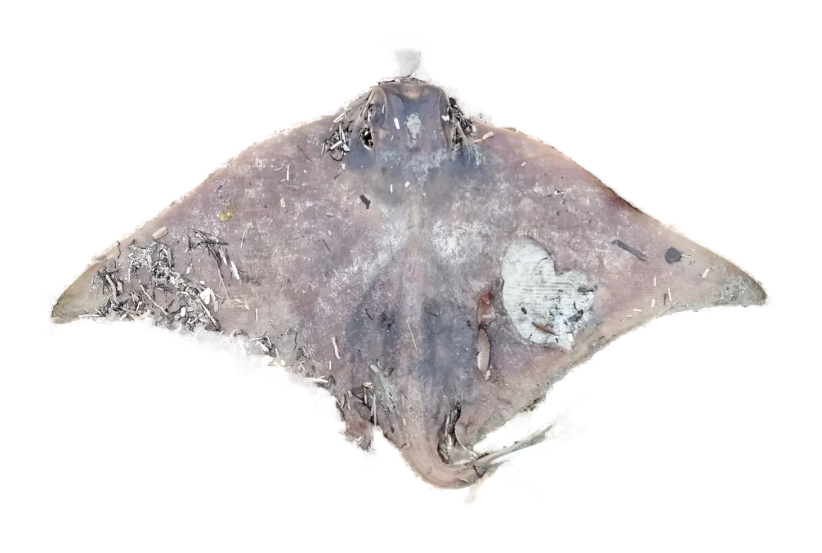 Eagle ray on a beach at Paekākāriki, seen from above