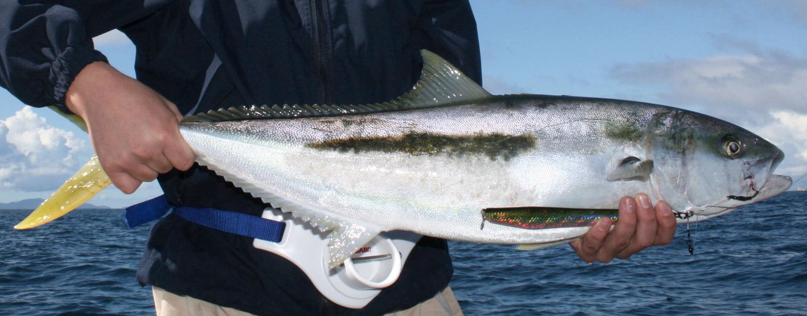 A yellowtail kingfish held side-on over the sea in the Hauraki Gulf before release