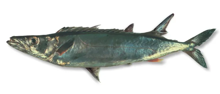 Gemfish, side view