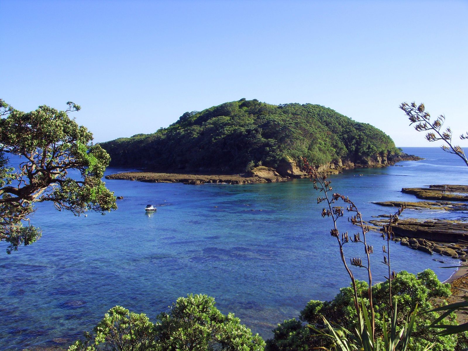 Goat Island across the marine reserve from the headland at Leigh