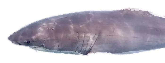 Great white shark in Foveaux Strait, head and front half