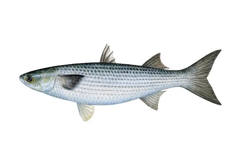 Grey mullet, side view