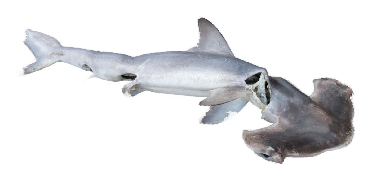 Young smooth hammerhead from the Bay of Plenty, showing the flat, wide head