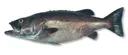 Hāpuku