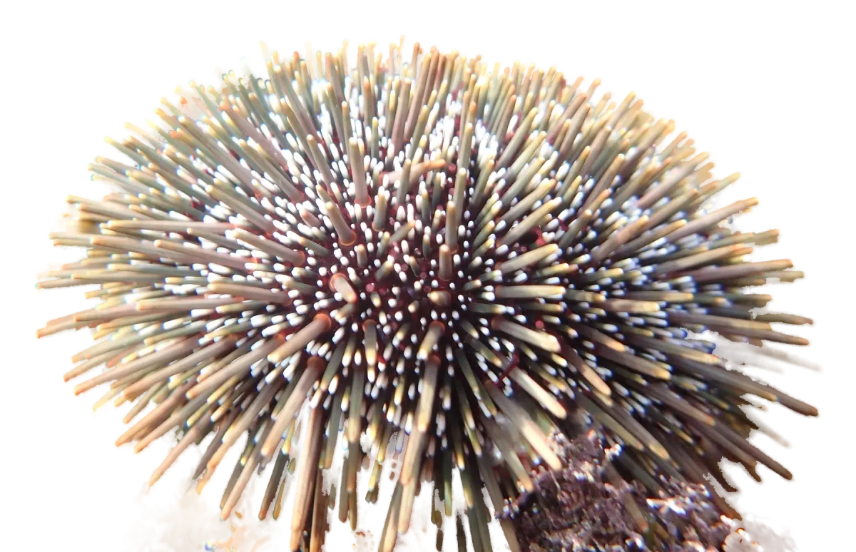 Live kina, a sea urchin covered in long spines
