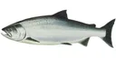 Chinook Salmon
