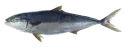 Kingfish