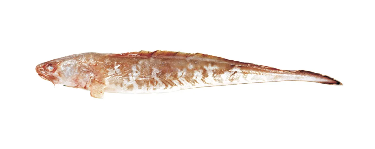 Ling, side view