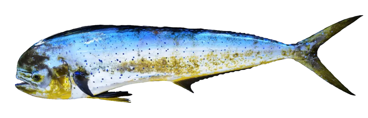 Mahi mahi, side view, head to the left, in fresh colours