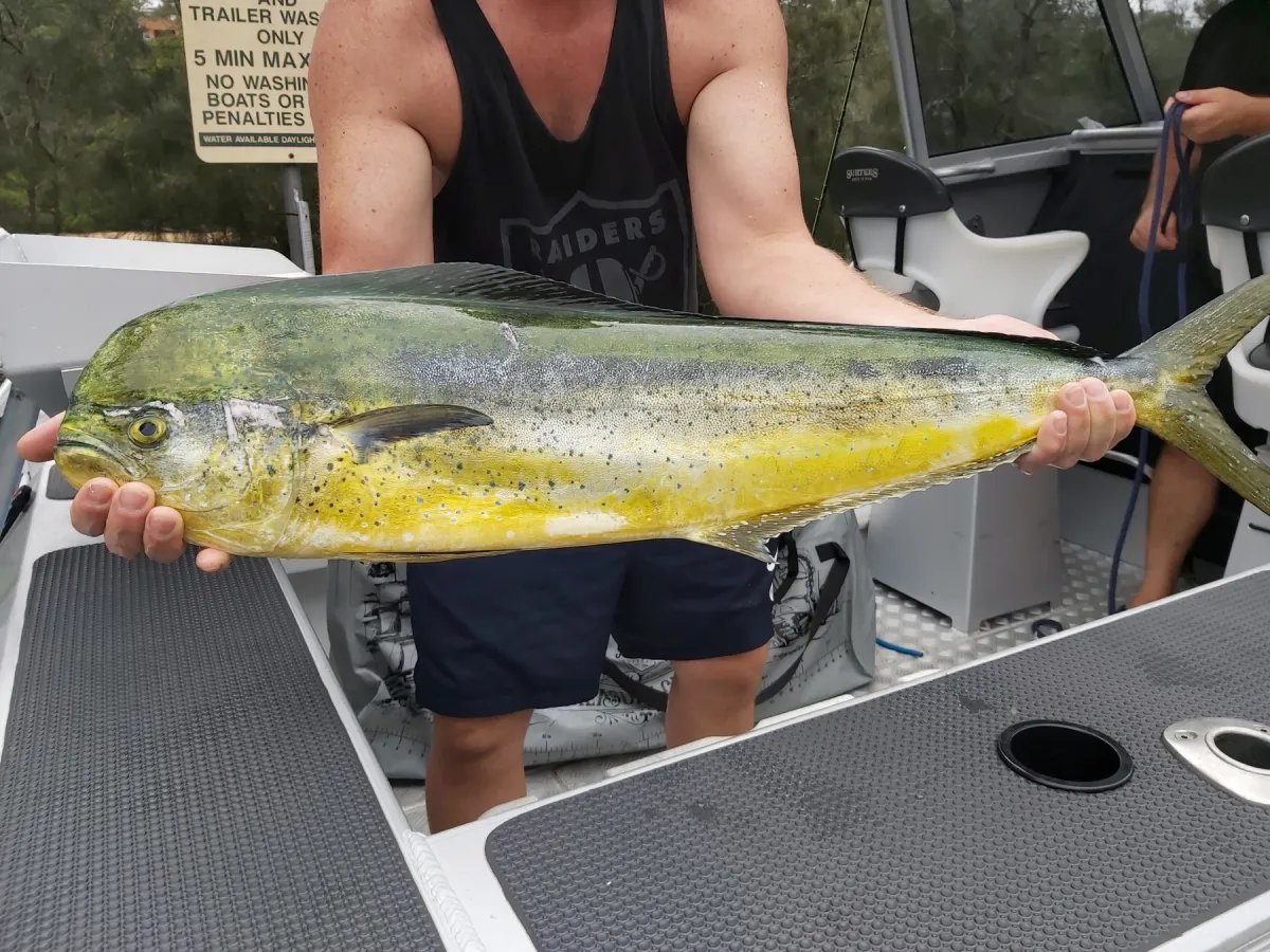 Freshly caught mahi mahi held up on a boat, showing the green-gold back and yellow flanks