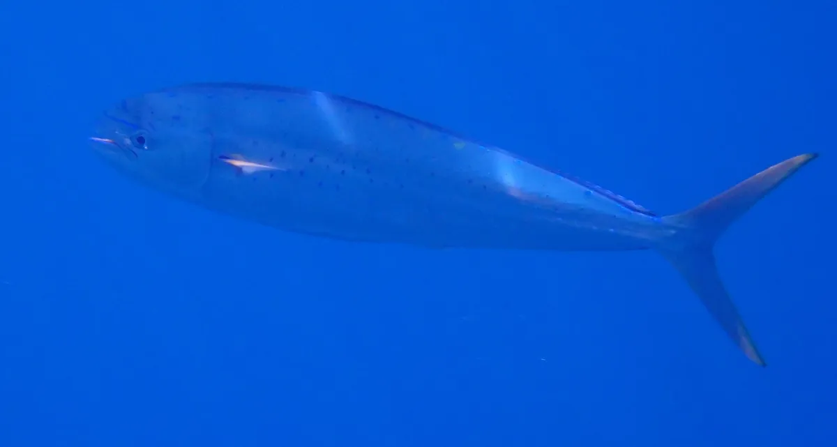 Mahi mahi swimming in open blue water, showing its long body and forked tail