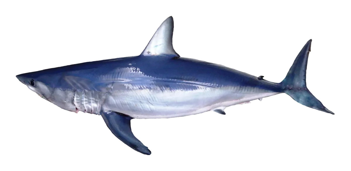 Shortfin mako, side view, head to the left