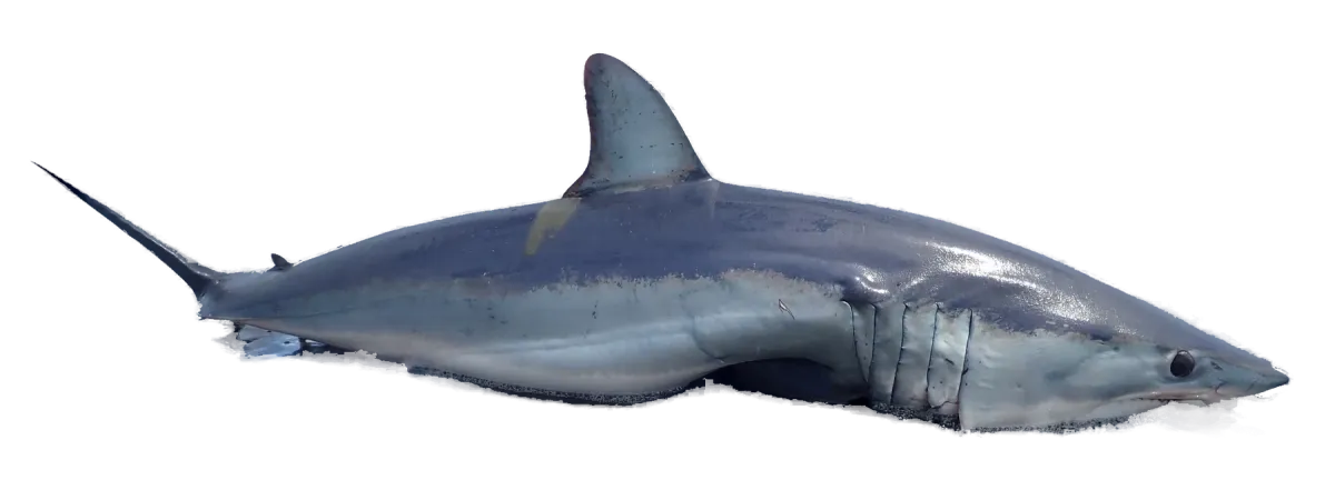 Mako washed up on a Manawatū beach
