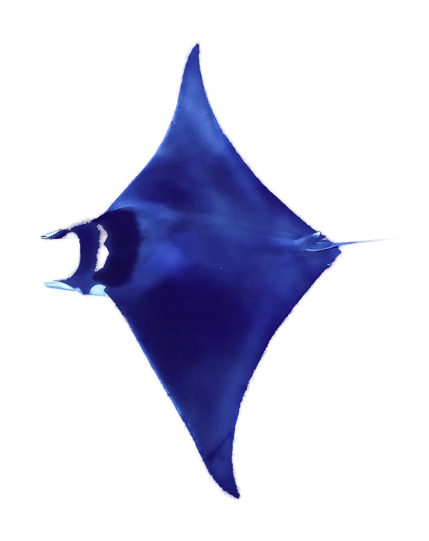 Spinetail devil ray from above
