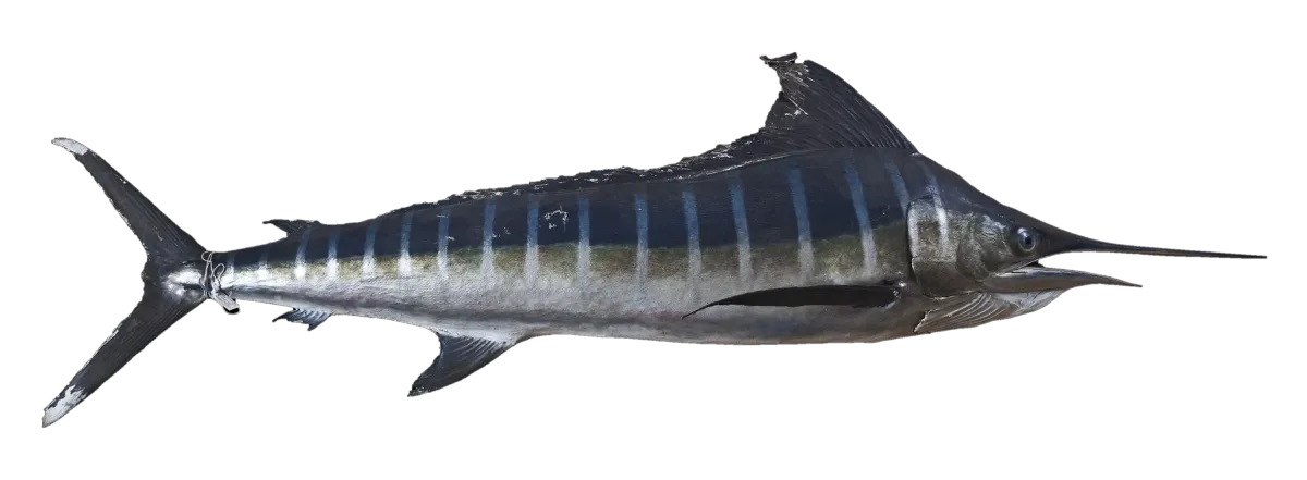 Striped marlin, side view, head to the right, showing the vertical stripes, long bill, tall dorsal fin and forked tail