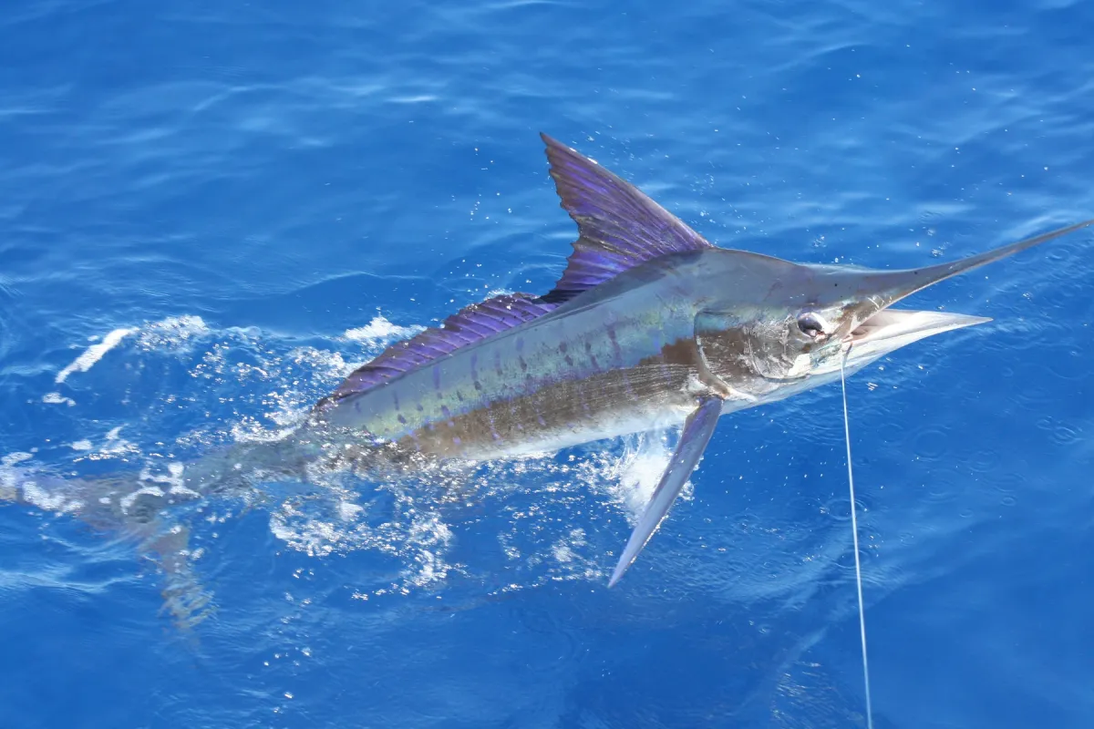 Striped marlin lit up beside a boat, with its purple-blue dorsal fin raised and stripes showing