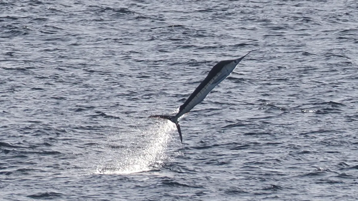 Striped marlin leaping clear of the sea