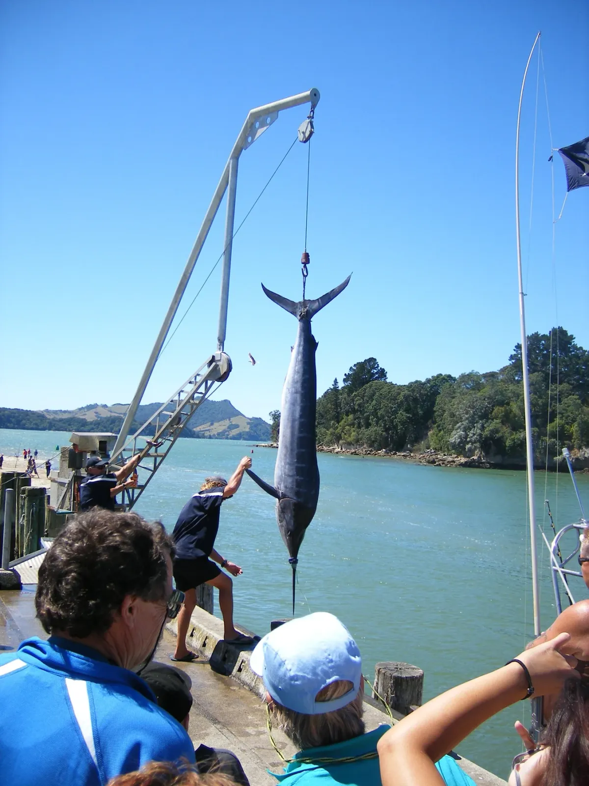 Striped marlin of 114.6 kg hanging from a weigh-station gantry on a wharf, watched by onlookers
