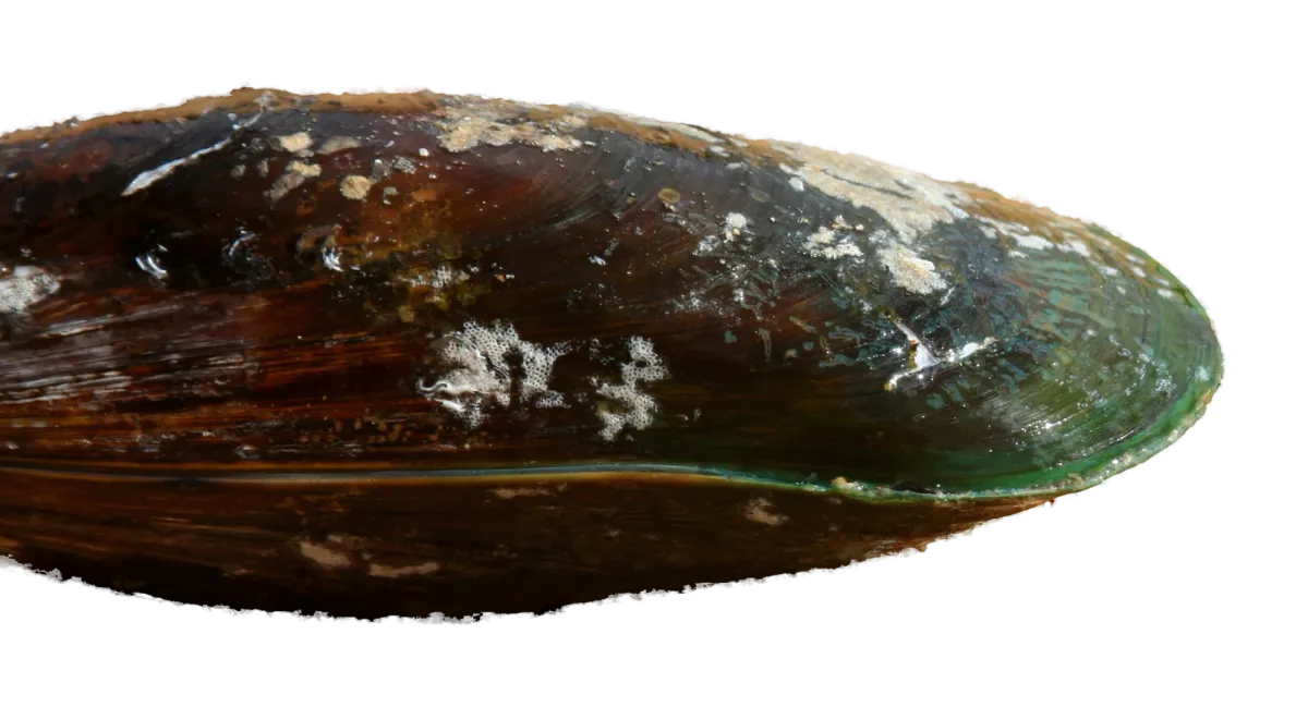 Green-lipped mussel shell