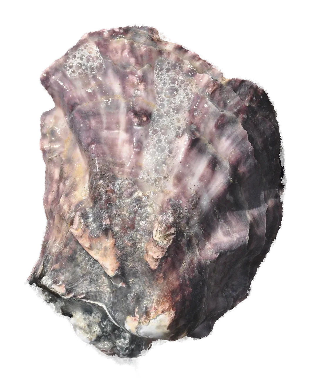 Pacific oyster shell