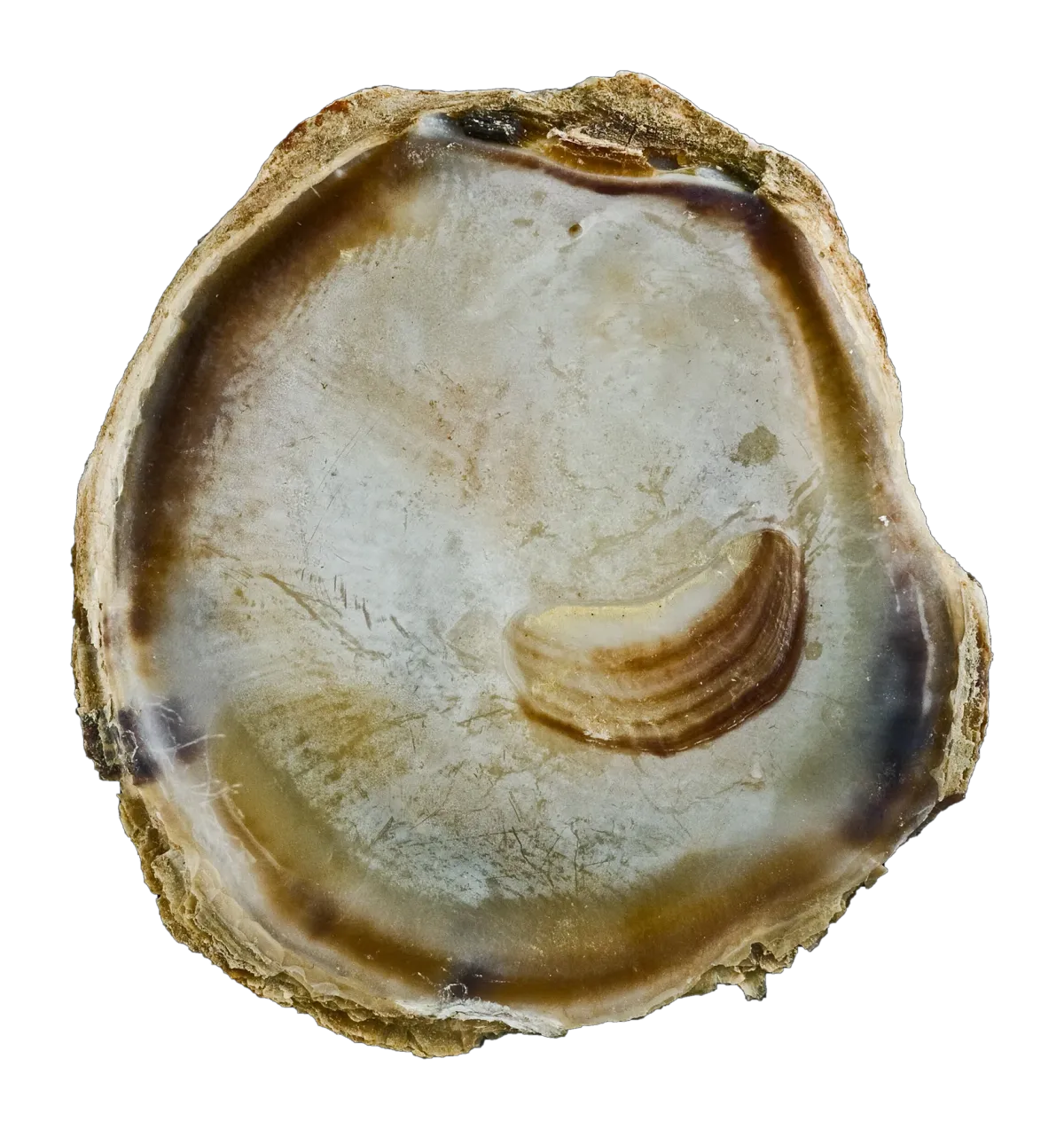 Inside of a dredge (Bluff) oyster shell, museum specimen