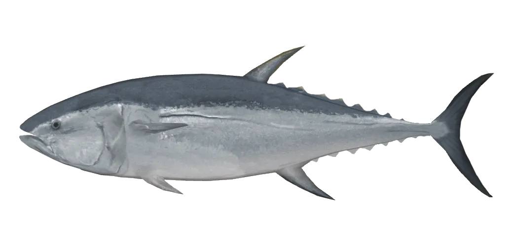 Pacific bluefin tuna, side view
