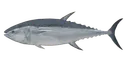 Pacific Bluefin Tuna