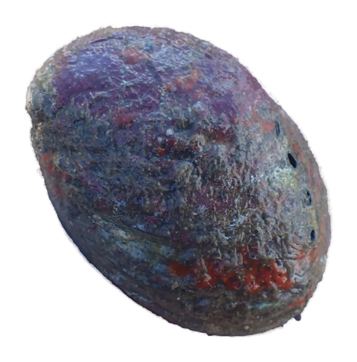 Live pāua, outer side of the shell