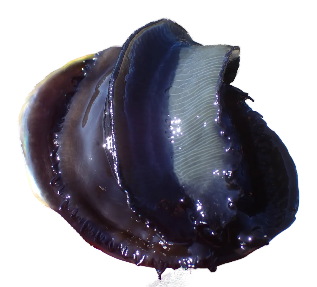 Live pāua turned over, showing the black foot