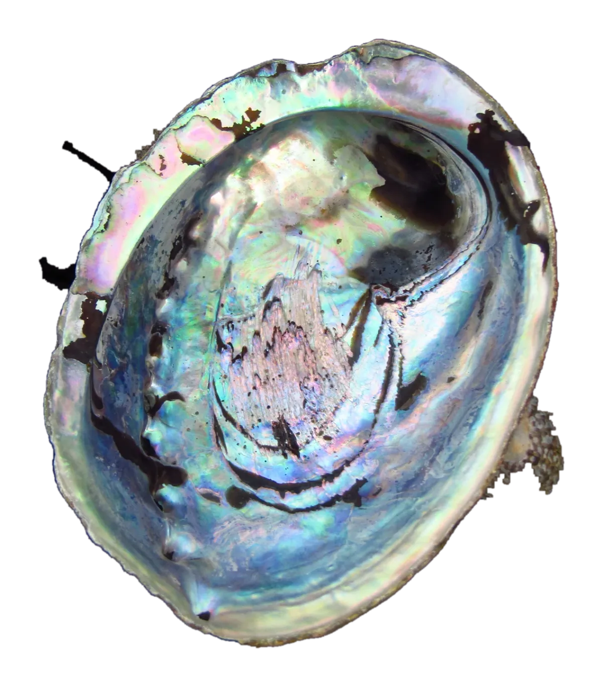 Empty pāua shell, inside up, showing the blue-green nacre