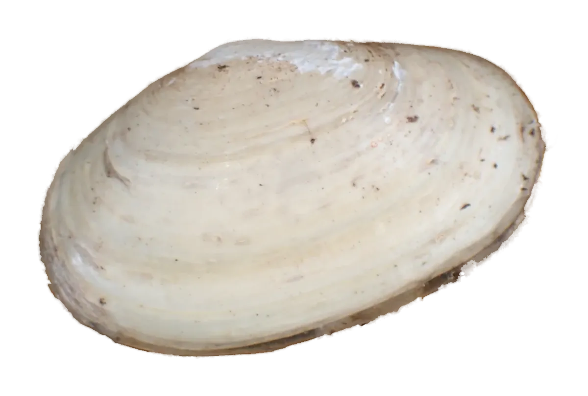 Pipi shell