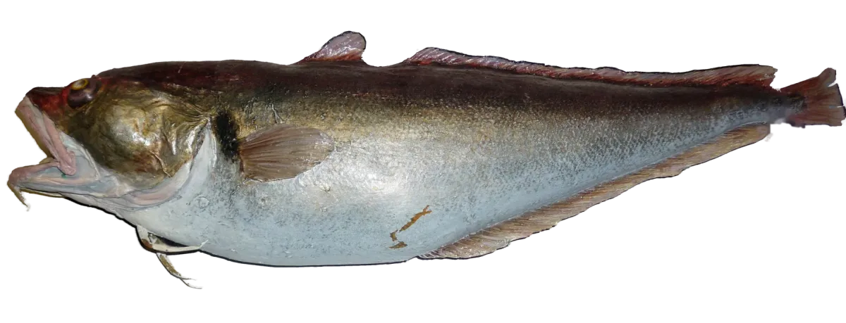 Red cod museum specimen, side view, head to the left, showing the chin barbel, two dorsal fins and square tail