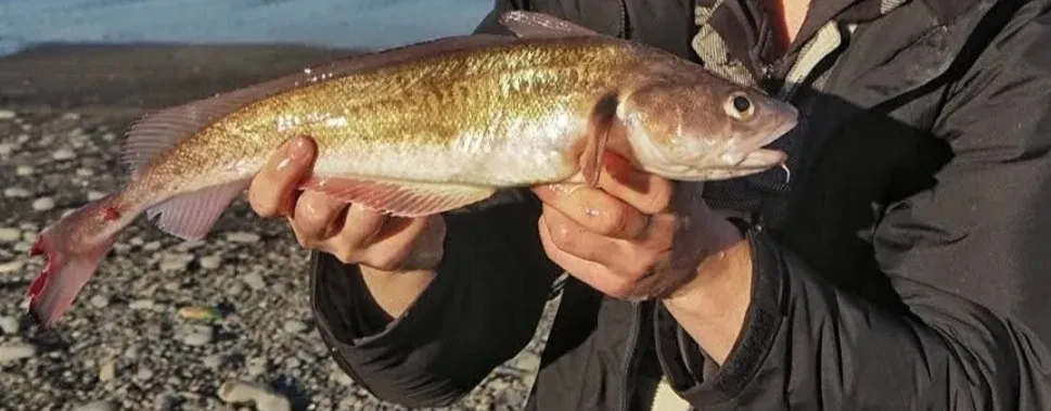 Freshly caught red cod held in an angler's hands on a gravel surf beach at Amberley, Canterbury