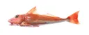 Red Gurnard