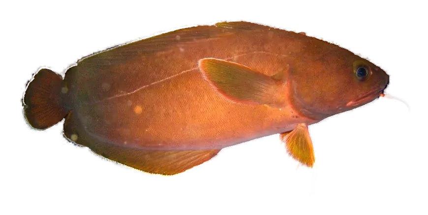 Rock cod, side view, head to the right, showing the chin barbel and rounded tail