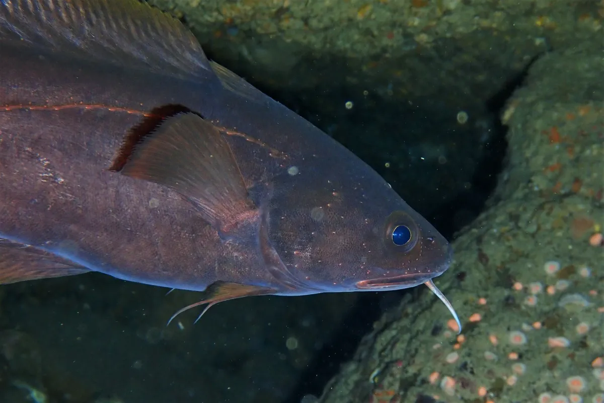 Rock cod at the mouth of a crevice on a Wellington reef
