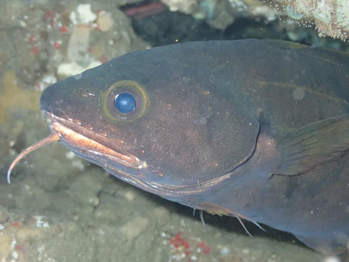 Rock cod in a cave, close-up of the head showing the pale chin barbel and large eye